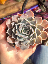 Load image into Gallery viewer, Echeveria Simulans Ascension