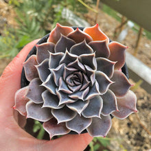 Load image into Gallery viewer, Echeveria Simulans Ascension