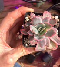Load image into Gallery viewer, Echeveria Luella Variegata