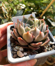 Load image into Gallery viewer, Echeveria Solid