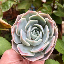 Charger l'image dans la galerie, Echeveria Blue Rose