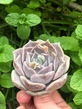 Charger l'image dans la galerie, Echeveria Snow Candy