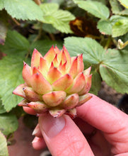 Charger l'image dans la galerie, Echeveria Rain Star