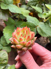 Charger l'image dans la galerie, Echeveria Rain Star