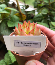 Charger l'image dans la galerie, Echeveria Rain Star