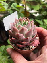 Load image into Gallery viewer, Echeveria Snowflake
