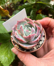 Charger l'image dans la galerie, Echeveria Marianne