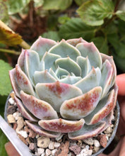 Charger l'image dans la galerie, Echeveria Blue Rose