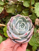Charger l'image dans la galerie, Echeveria Blue Rose