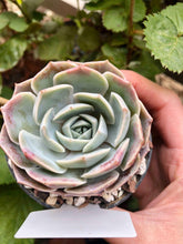 Charger l'image dans la galerie, Echeveria Blue Rose