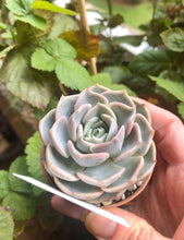 Load image into Gallery viewer, Echeveria Purple Wave
