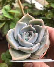 Load image into Gallery viewer, Echeveria Lovely Edge