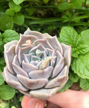 Charger l'image dans la galerie, Echeveria Snow Candy