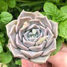 Charger l'image dans la galerie, Echeveria Snow Candy
