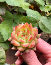 Charger l'image dans la galerie, Echeveria Rain Star