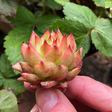 Charger l'image dans la galerie, Echeveria Rain Star