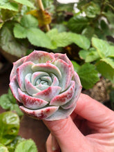 Charger l'image dans la galerie, Echeveria Marianne