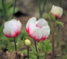 Charger l'image dans la galerie, Anemone Jerusalem Red-White