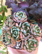 Charger l'image dans la galerie, Echeveria Nanahukumini
