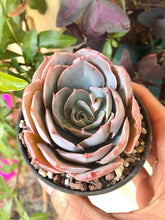 Charger l'image dans la galerie, Echeveria Pinky