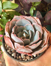 Charger l'image dans la galerie, Echeveria Pinky