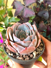 Charger l'image dans la galerie, Echeveria Pinky