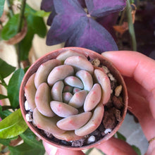 Charger l'image dans la galerie, Echeveria Ariel