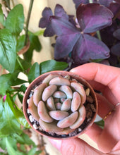 Charger l'image dans la galerie, Echeveria Ariel
