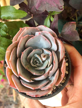 Charger l'image dans la galerie, Echeveria Pinky