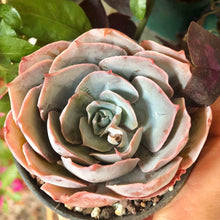 Charger l'image dans la galerie, Echeveria Pinky