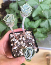 Charger l'image dans la galerie, Graptoveria Lovely Rose
