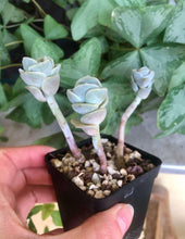 Charger l'image dans la galerie, Graptoveria Lovely Rose