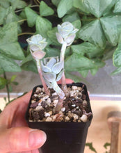 Charger l'image dans la galerie, Graptoveria Lovely Rose