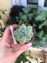 Charger l'image dans la galerie, Echeveria Lemon Rose