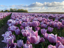 Charger l'image dans la galerie, Tulip Blue Heaven