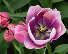 Charger l'image dans la galerie, Tulip Blue Heaven