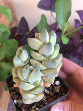 Charger l'image dans la galerie, Crassula Moonglow variegata