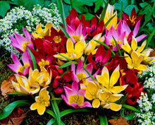 Load image into Gallery viewer, Tulip Botanical Mix