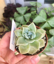 Charger l'image dans la galerie, Echeveria Lemon Rose