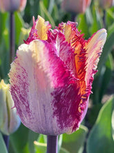 Charger l'image dans la galerie, Tulip Color Fusion