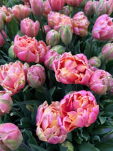 Charger l'image dans la galerie, Tulip Pink Star