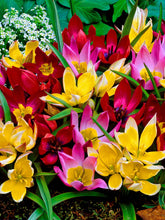 Load image into Gallery viewer, Tulip Botanical Mix