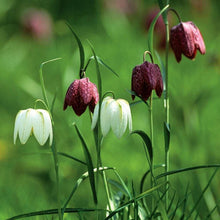 Charger l'image dans la galerie, Fritillaria meleagris mix