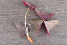 Load image into Gallery viewer, Oxalis Triangularis "Amber"