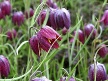 Charger l'image dans la galerie, Fritillaria meleagris mix