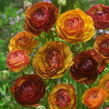 Load image into Gallery viewer, Ranunculus Picoté "Café au Lait"
