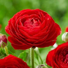 Load image into Gallery viewer, Ranunculus Red