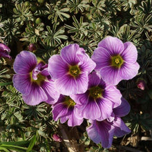 Charger l'image dans la galerie, Oxalis Adenophylla