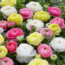 Charger l'image dans la galerie, Ranunculus "Pastels" Mix
