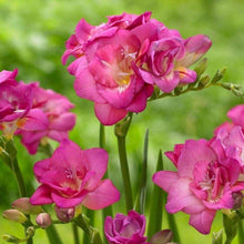 Charger l'image dans la galerie, Freesia Double Pink bulbs/corms